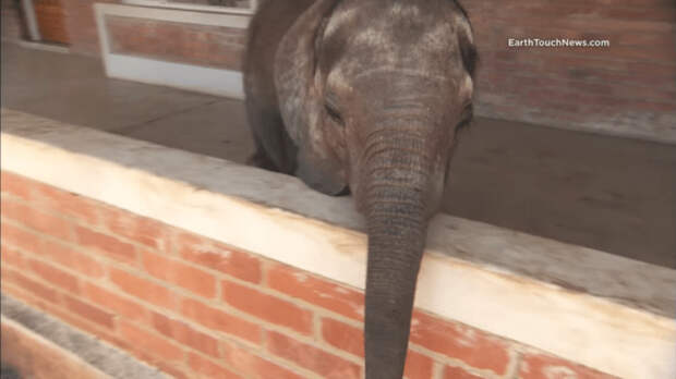 Стадо отвергло слоненка и обрекло на смерть, но люди спасли его