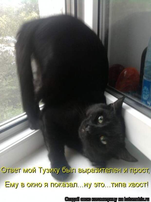 Котоматрицы(картинки с надписями)