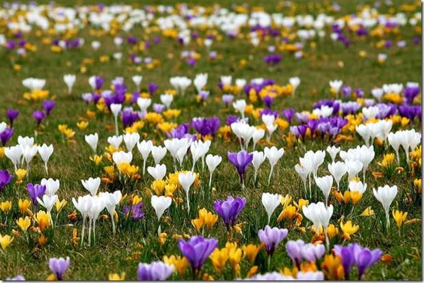 spring flowers