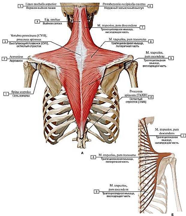 Трапециевидная мышца спины анатомия картинки