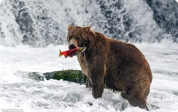 Дикие животные Аляски в фотографиях Тима Плаудена