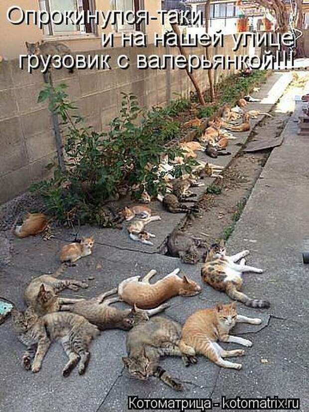 Лучшие котоматрицы за неделю