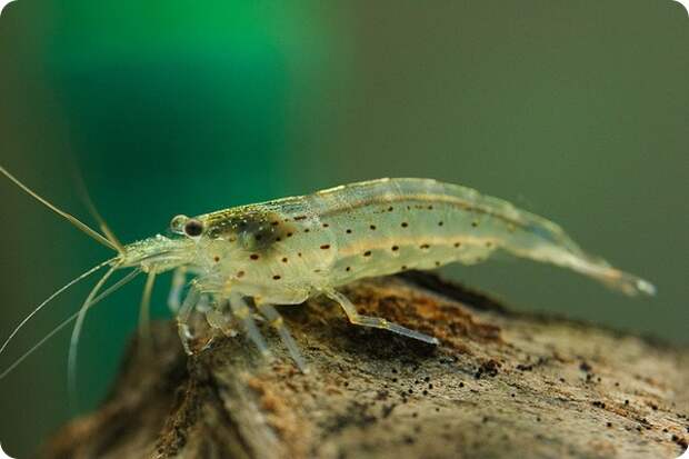 Креветка Амано или Каридина Японика (лат. Caridina multidentata)