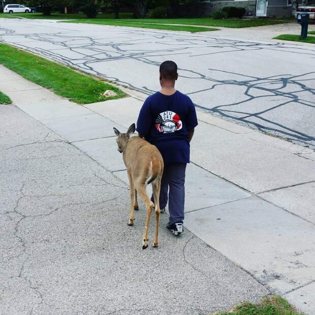 There is a blind deer in our neighborhood and this boy (10 yrs old) walks her from one grass patch to another every day before school to make sure she finds food.
