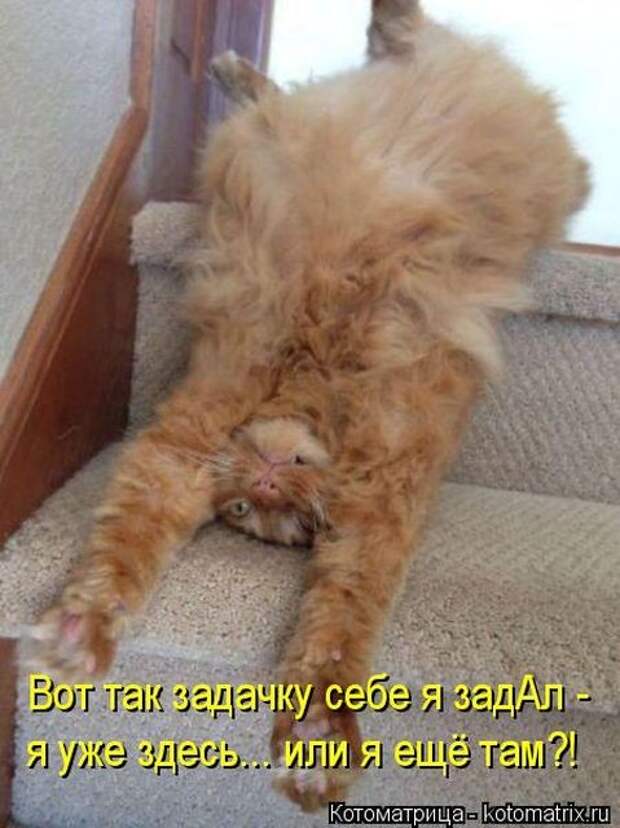 Забавные животные (50 фото)