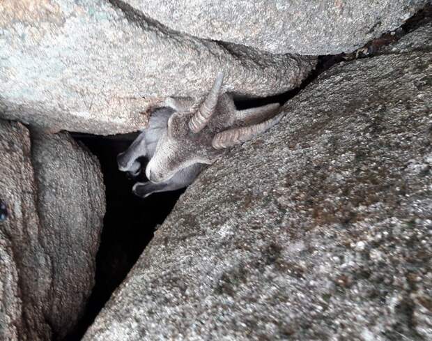 Туристы спасают горного козла, застрявшего в камнях Счастливый конец, Сьерра-де-Гвадаррама, горный козел, животные, затруднительное положение, испания, помощь животным, спасение