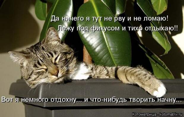 Лучшие котоматрицы недели (50 фото)