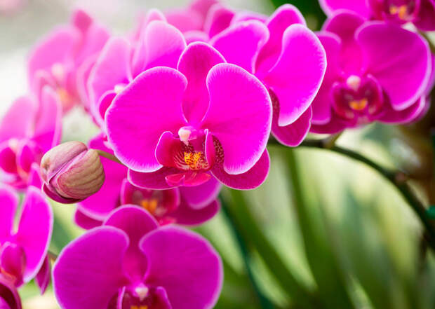 Картинки по запросу орхидея