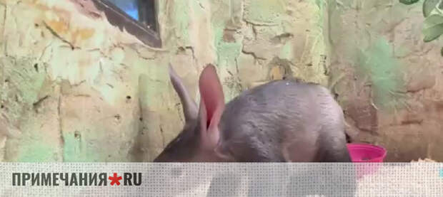 Трубкозуб Хиба отправляется в крымский «дом у моря»