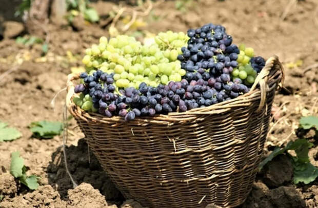 На Кубани планируют собрать богатый урожай винограда