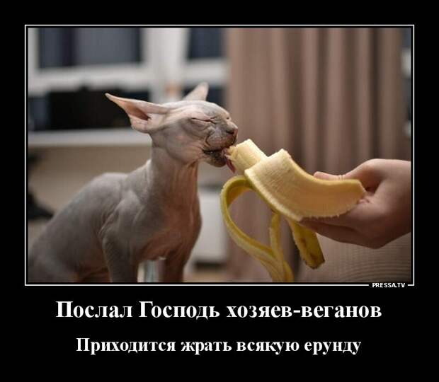 30 отменных демотиваторов на разные темы 30 отменных демотиваторов на разные темы