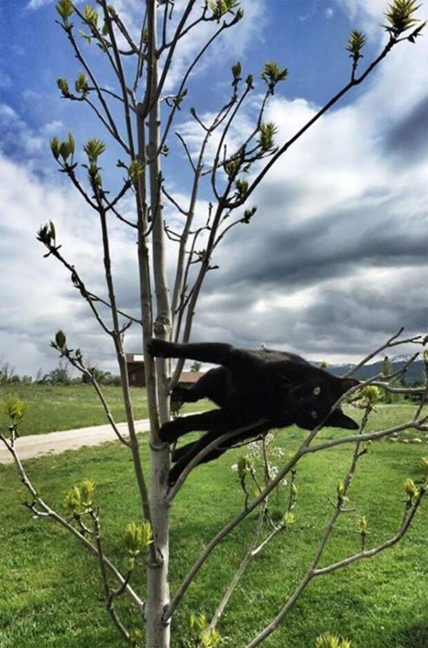 10 фото кошек, которые нарушили законы физики
