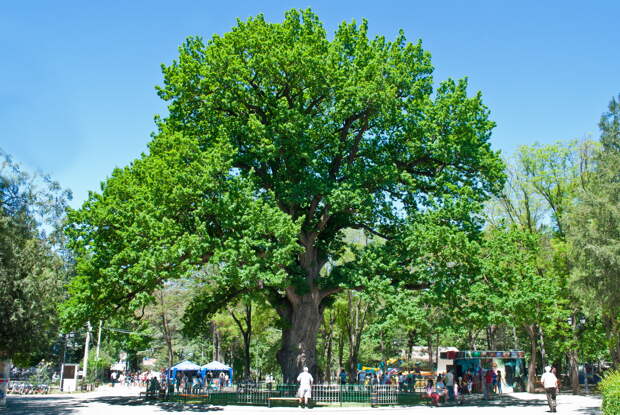 В Симферополе спасают 600-летний дуб