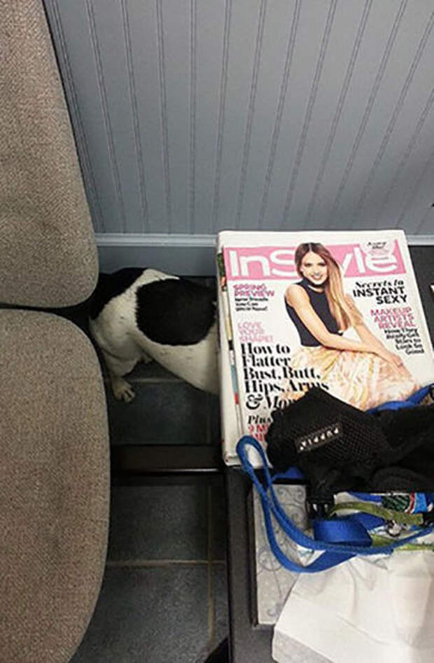Pets Really Don’t Enjoy Visits to the Vet