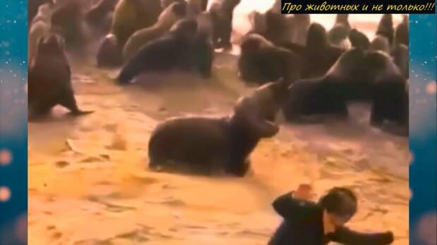Видео: Волонтеры заметили деталь, которая спасла жизнь морскому льву