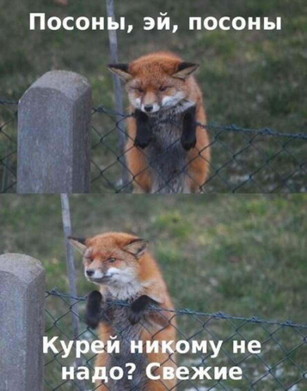 Хорошее настроение в картинках :)
