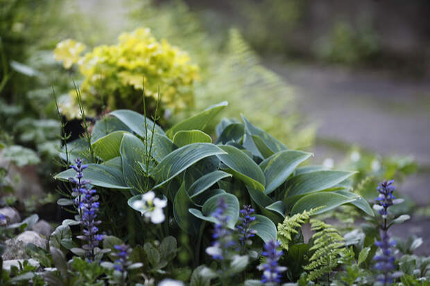 Хосты - лучшие растения для тенистого сада