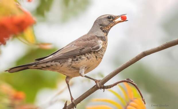 Фото: Елена Швыдун