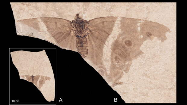 Палеонтологи нашли древнейшую бабочку с «глазками» на крыльях