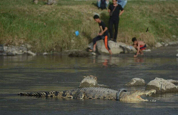 крокодил_2