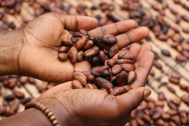 Биржевая цена на какао-бобы достигла исторического максимума
