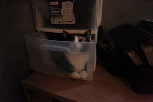Коты в засаде
