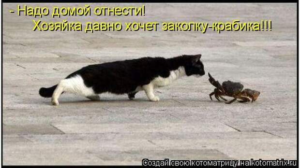 Котоматрицы :)