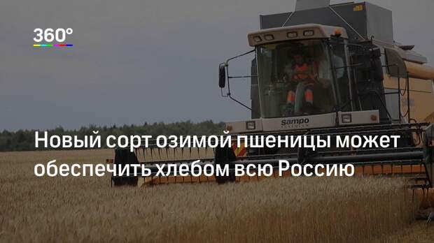Новый сорт озимой пшеницы может обеспечить хлебом всю Россию