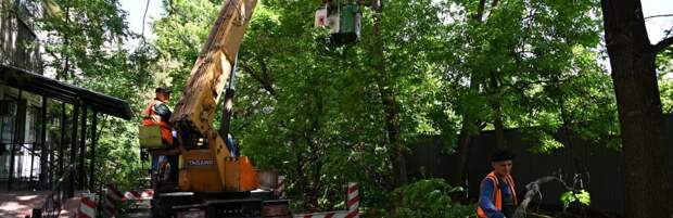 Санитарную обрезку 6 тысяч деревьев проведут в Алматы