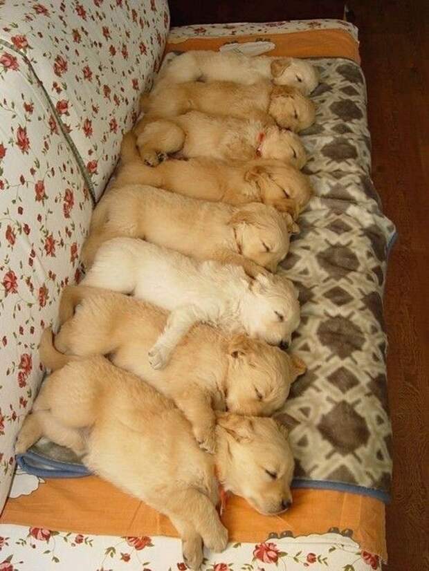 щенки спят на диване