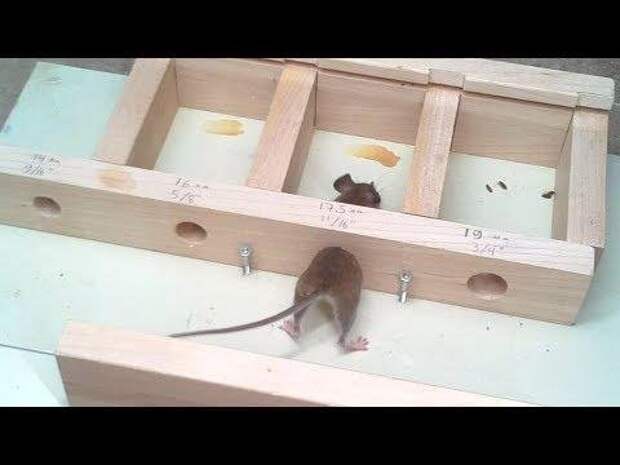С помощью маленького отверстия. Мышь с дырками. Mouse hole в фармацевтике. Куда может пролезть мышь.