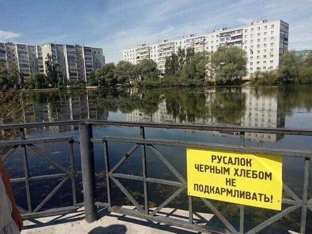 Русалки останутся голодными Русалки останутся голодными