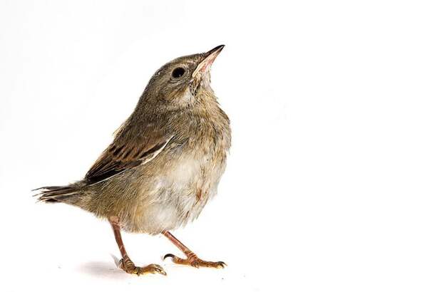 Проект 'Baby birds' Гэвина Парсонс