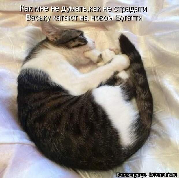 Лучшие котоматрицы недели (50 фото)