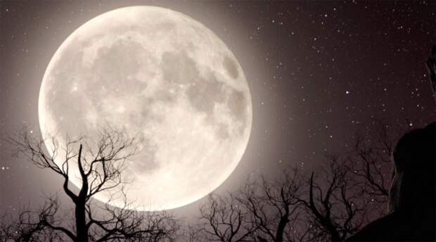 wolf man moon