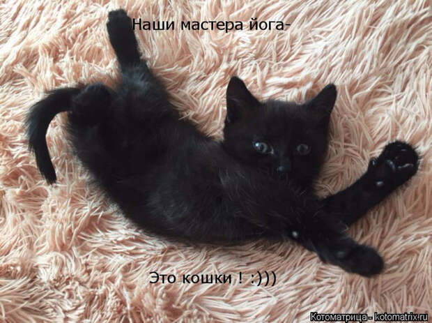 kotomatritsa_aS (700x523, 393Kb)