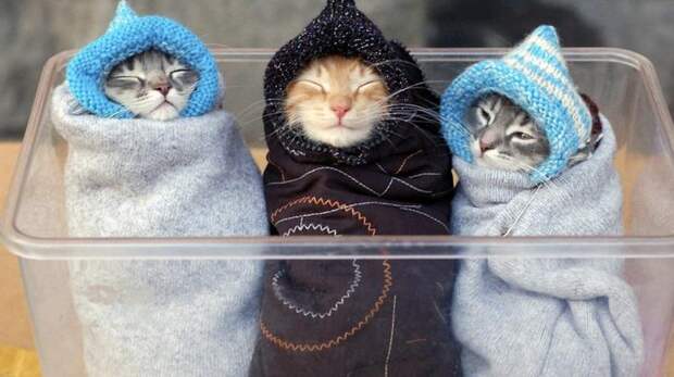 три кошки в пеленках