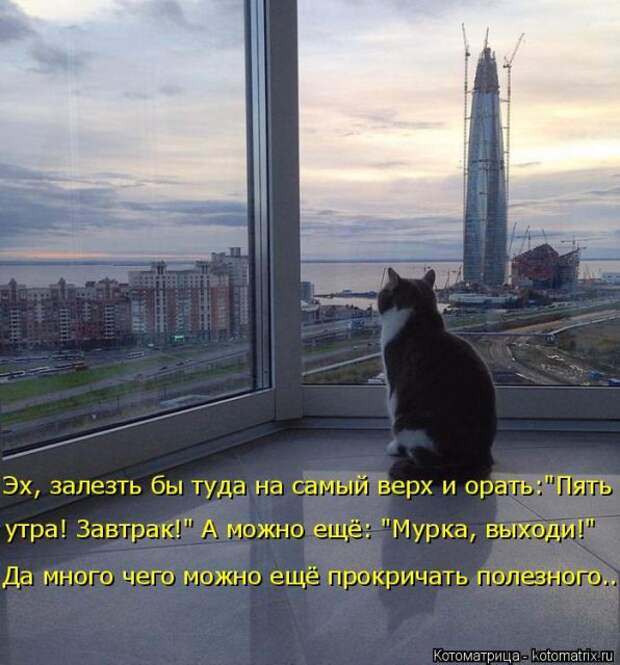 Лучшие котоматрицы недели (50 фото)