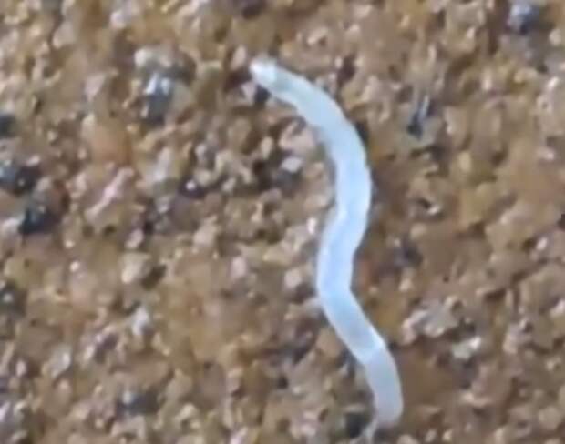 Жители Узловой пожаловались на обнаружение червей в водопроводной воде