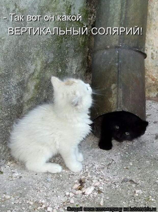 Лучшие котоматрицы недели Лучшие котоматрицы недели