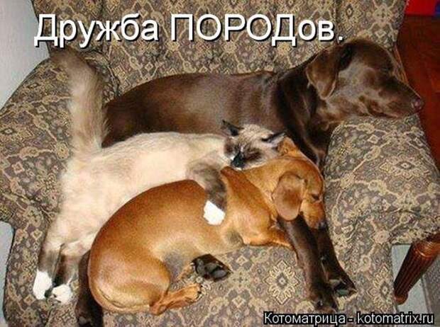 Лучшие котоматрицы недели (50 фото) Лучшие котоматрицы недели (50 фото)