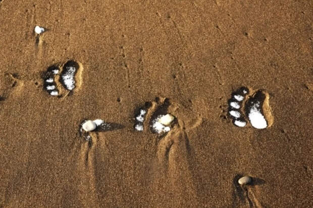 В Московском зоопарке гималайский медведь Вася впервые впал в спячку