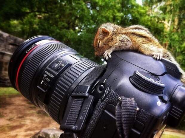 дикая природа, добро, белка