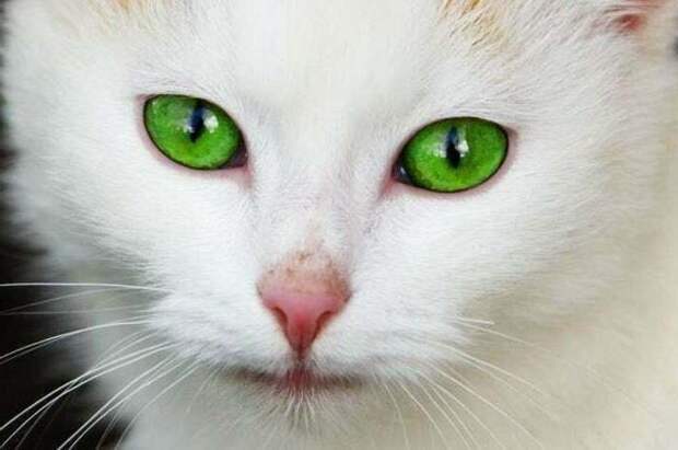 5 удивительных кошек, которые оставили свой след в истории