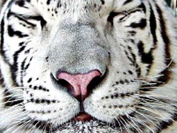 Белые тигры 24