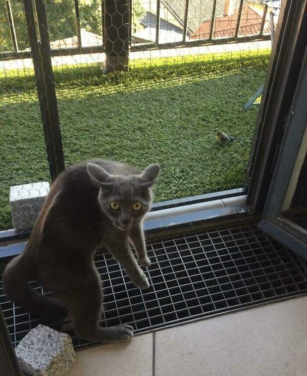 Уморительные котейки, которые сломались