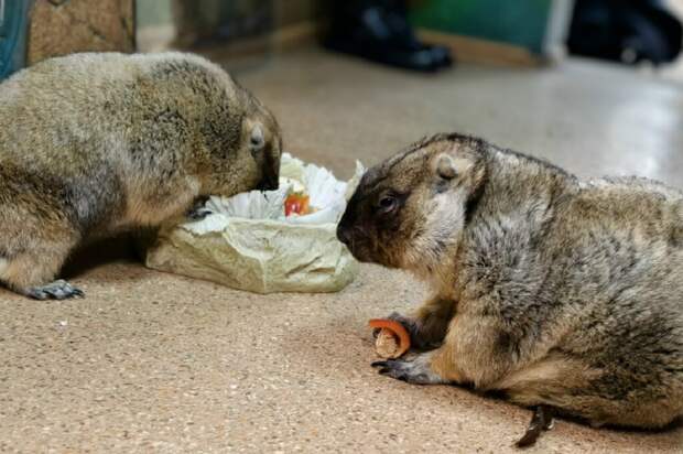 Тульские сурки Сережа и Наташа предсказали раннюю, но морозную весну