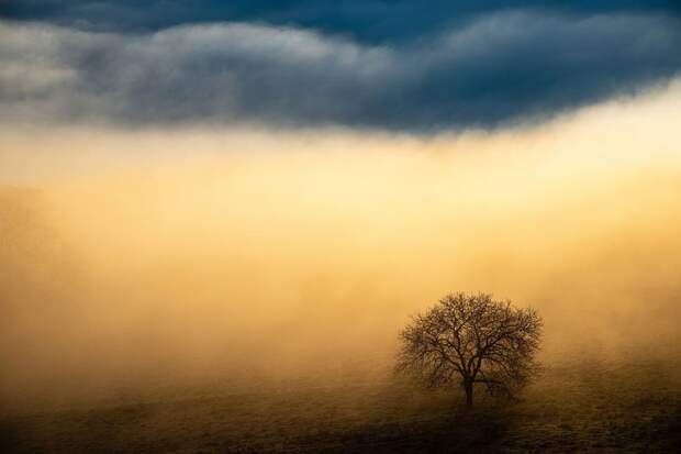 Лучший фотограф природы 2020