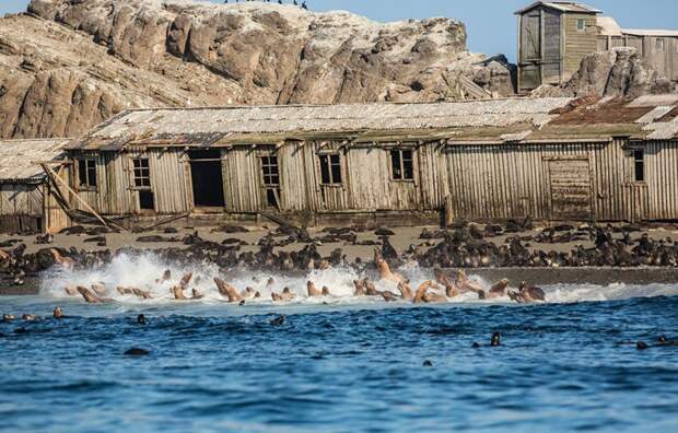 Колония тюленей на Курильских островах в мире, дома, заброшенный, красота, памятник, россия, фото