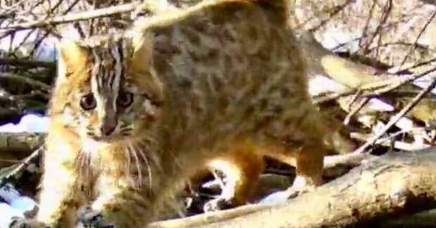 Амурский лесной кот испугал выдру и унес её добычу